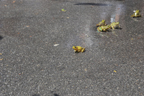 Frog Jumping Contest